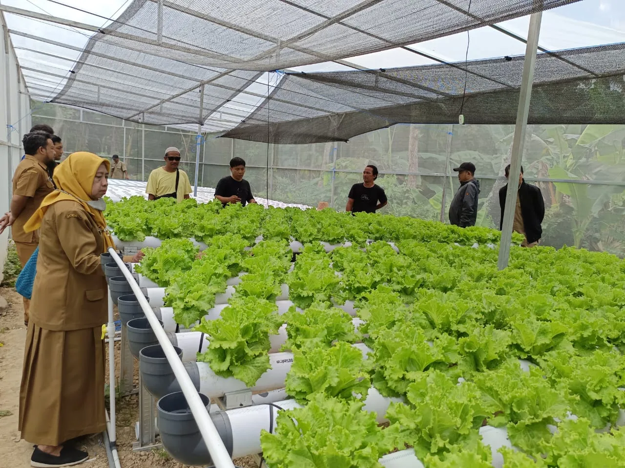 Bertani Sayur Hidroponik Semakin Diminati, DKPP Sumenep Diapresiasi Berkat Buka Peluang Pasar bagi Petani