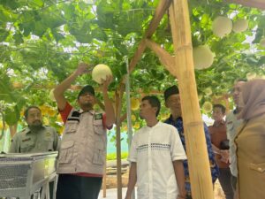 Sumenep Terus Kembangkan Smart Farming Melon Machida