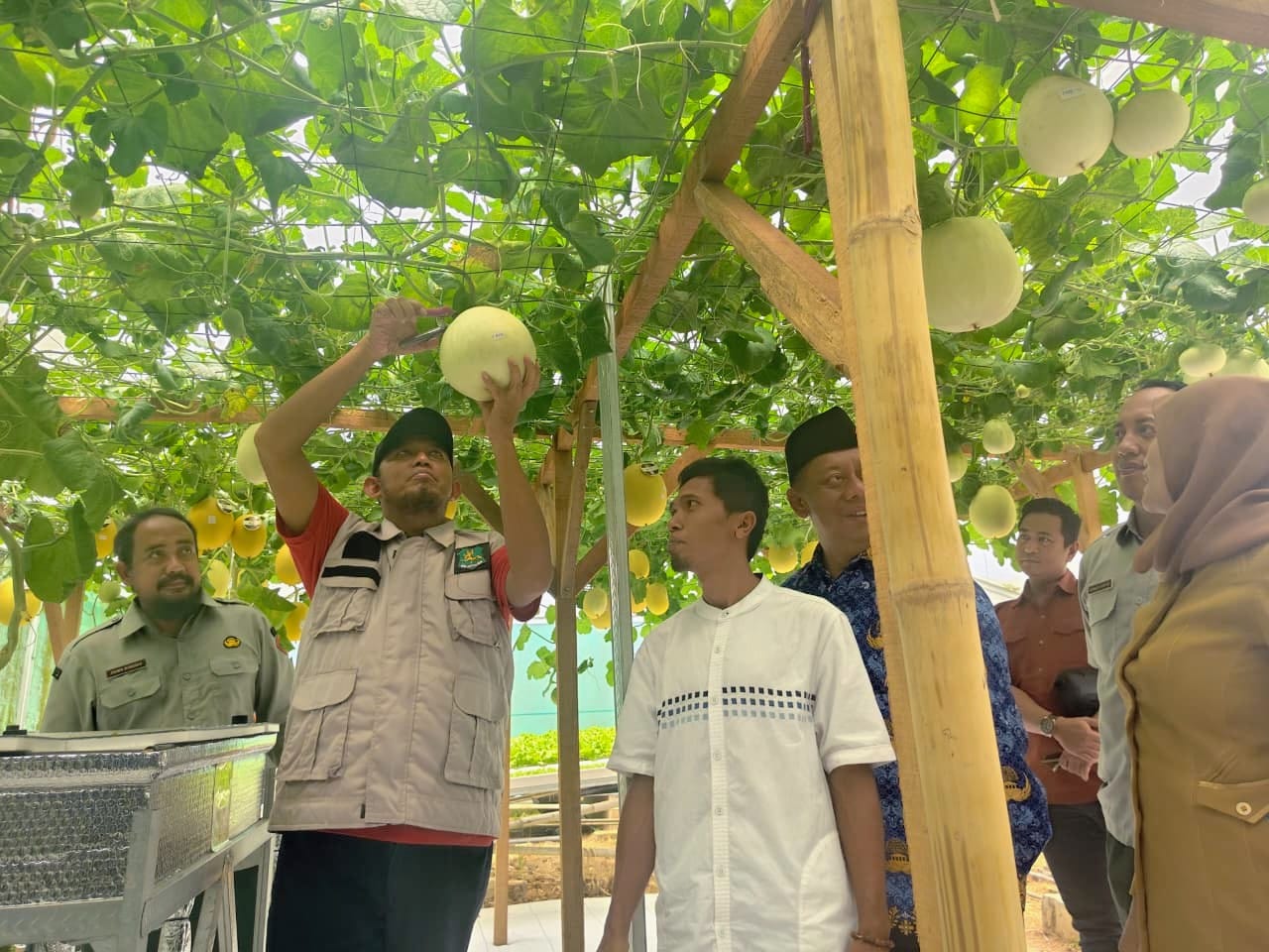 Sumenep Terus Kembangkan Smart Farming Melon Machida