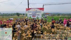 BPP Ganding Gelar Panen Raya Jagung Bersama Bupati Sumenep